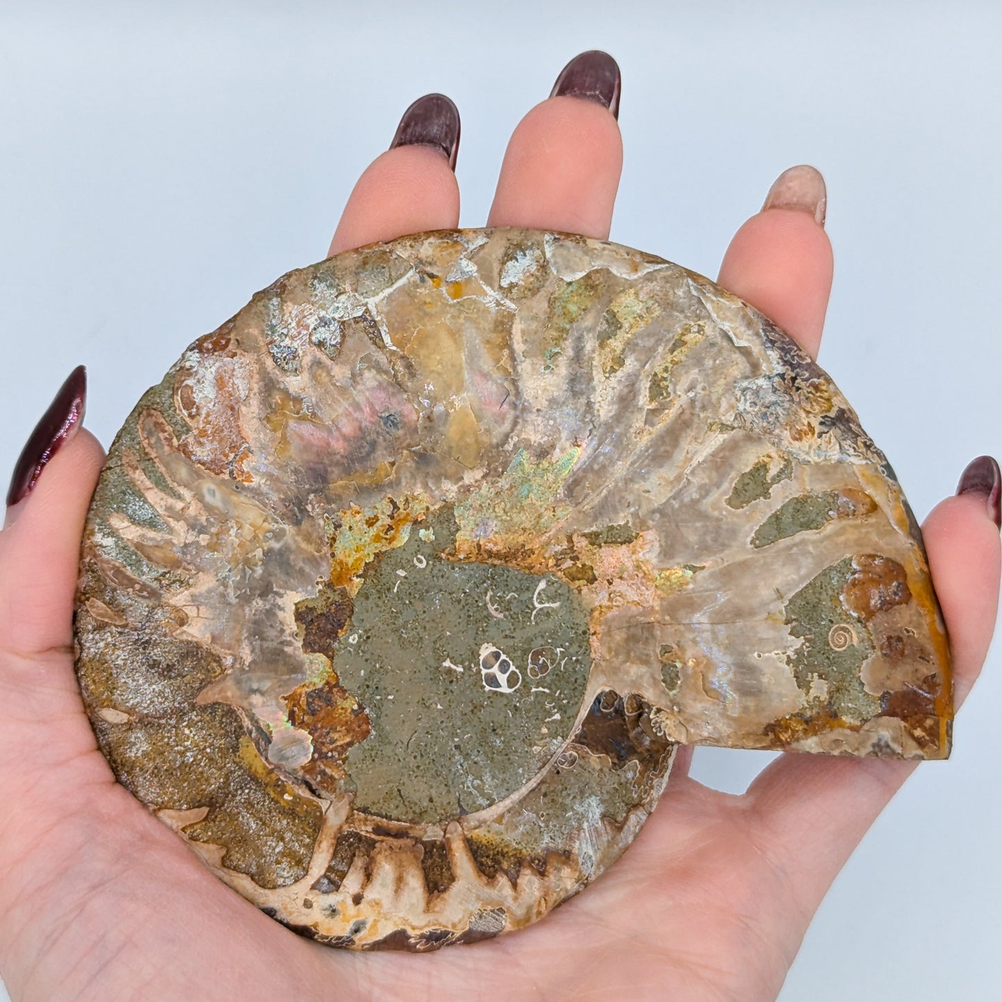 Ammonite Fossil Pair D