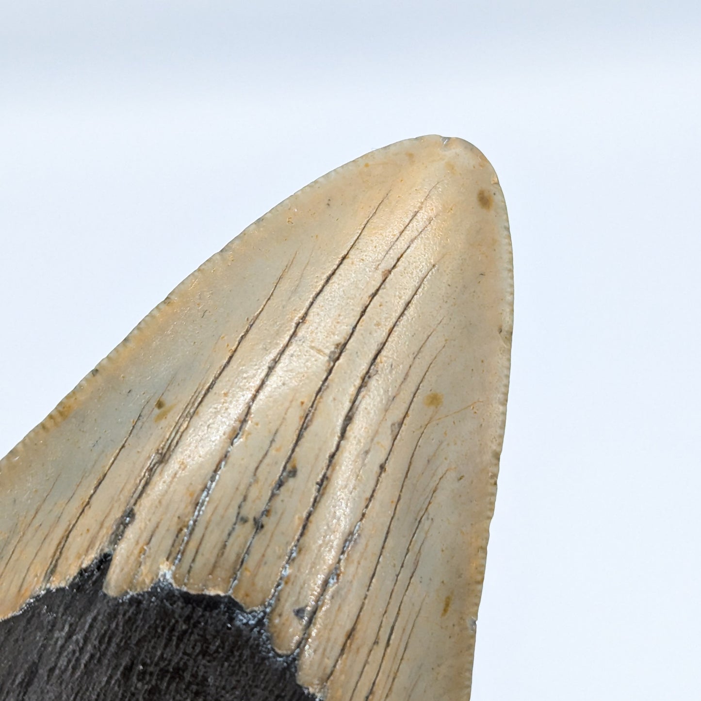 Megalodon Tooth Fossil G