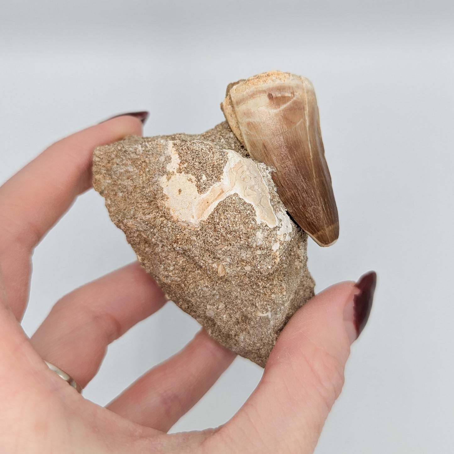 Mosasaur Tooth in Matrix E