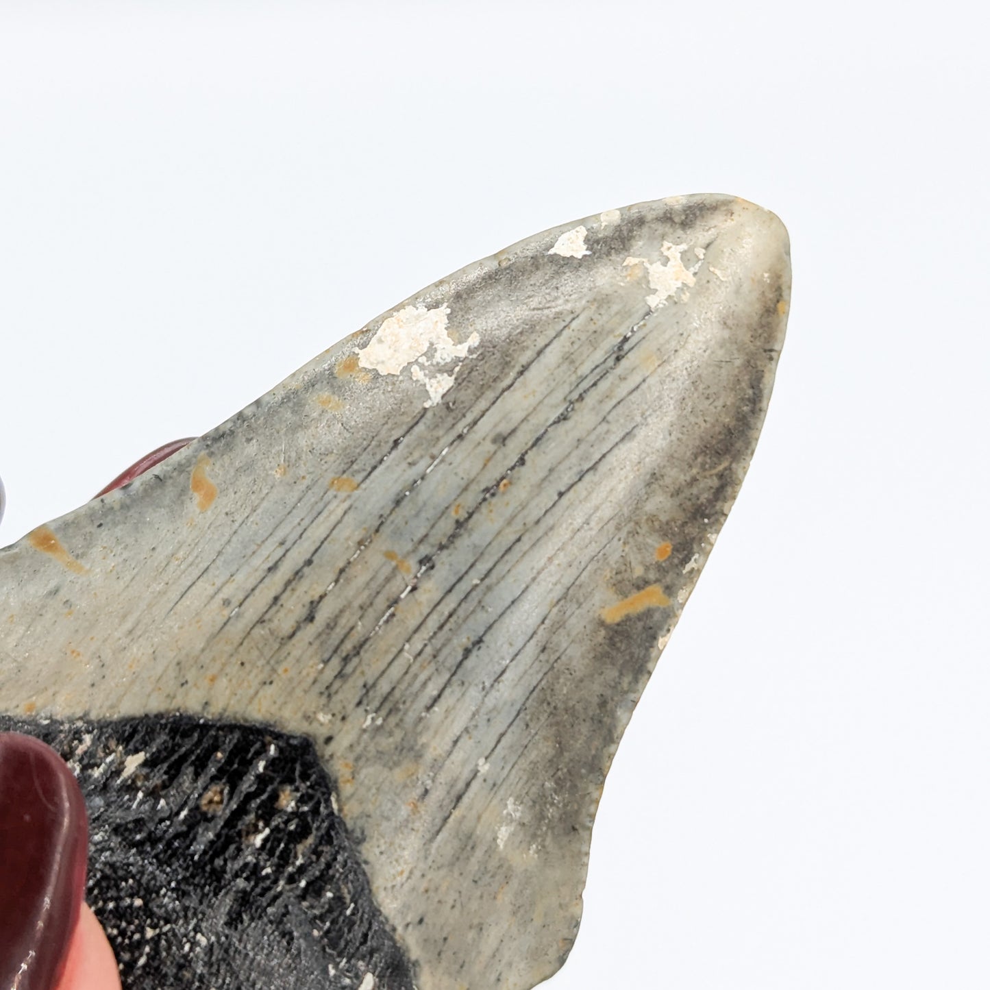 Megalodon Tooth Fossil D