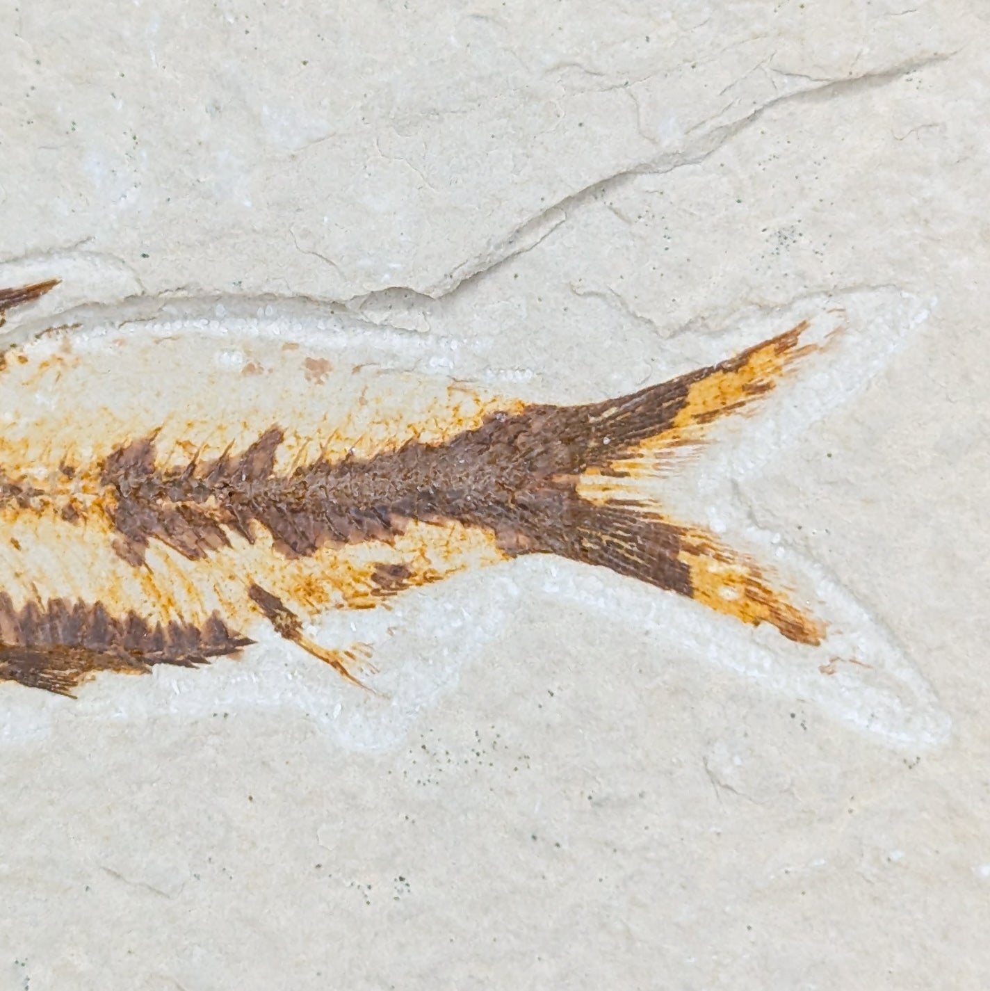 Knightia Fish Fossil B