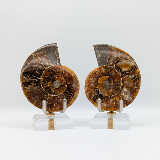 Ammonite Fossil Pair E