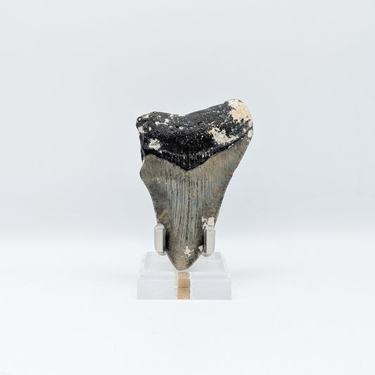 Megalodon Tooth Fossil D