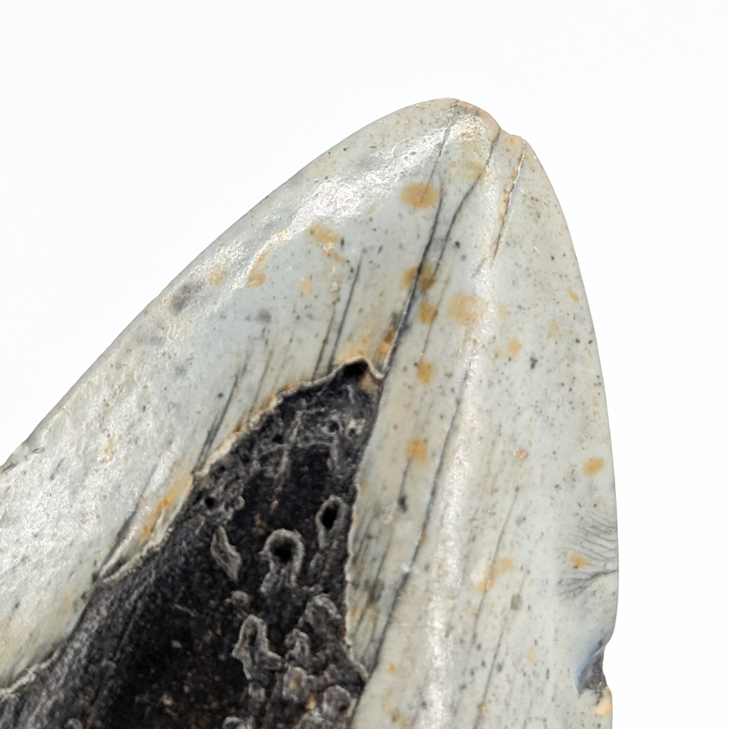 Megalodon Tooth Fossil F