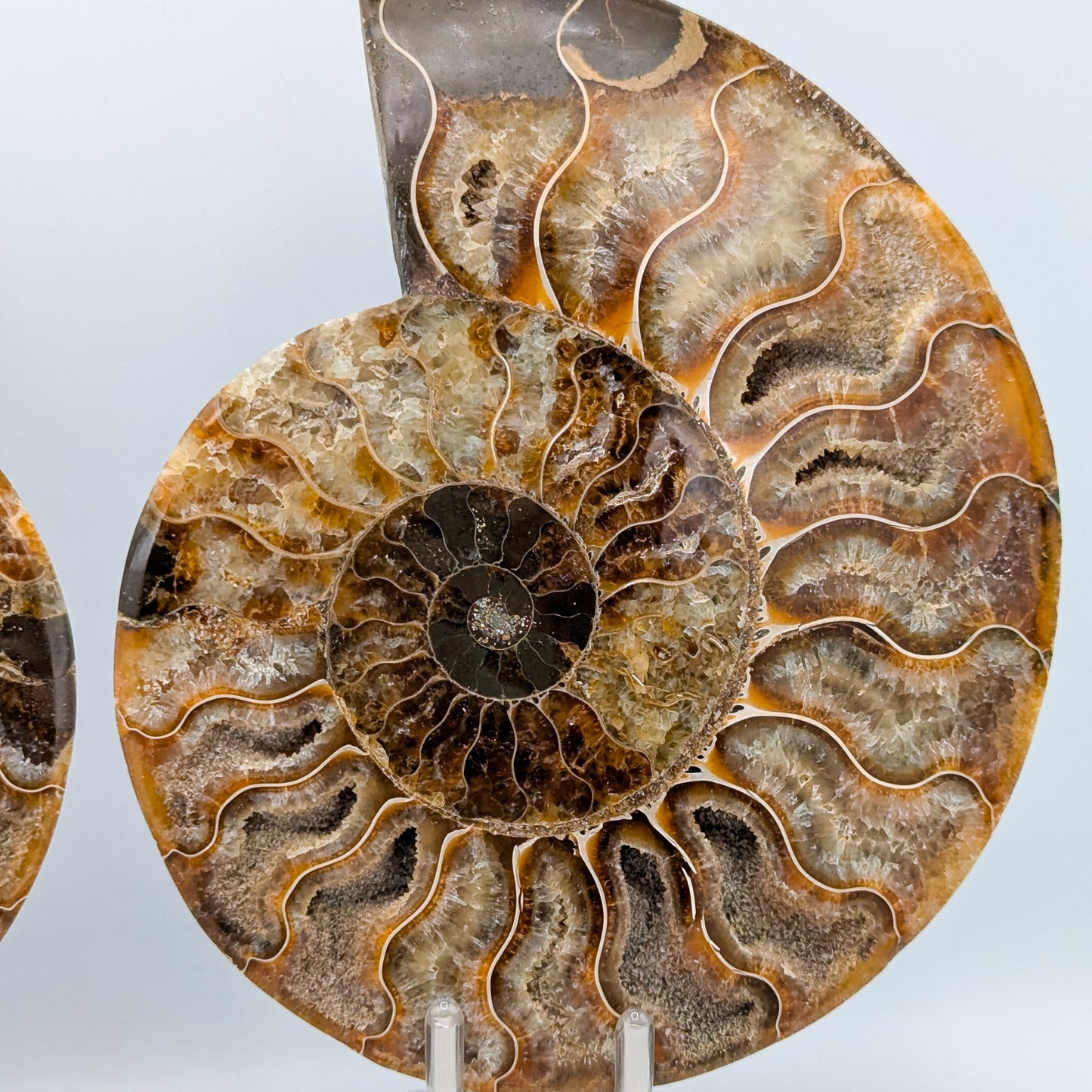 Ammonite Fossil Pair B