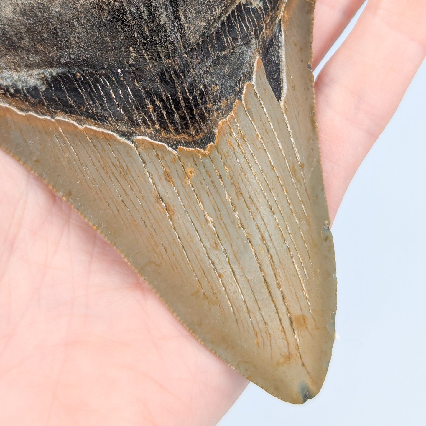 Megalodon Tooth Fossil C