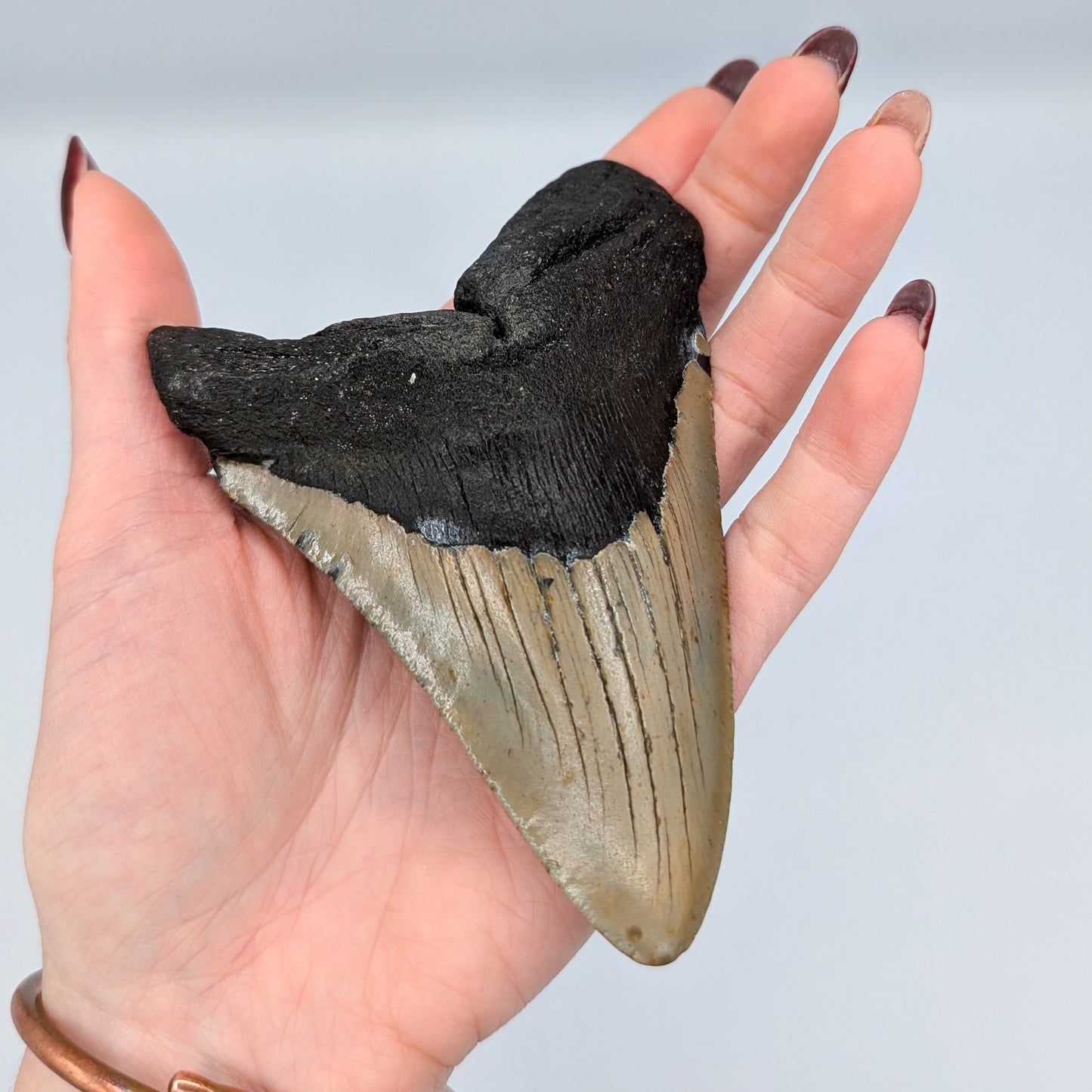 Megalodon Tooth Fossil G