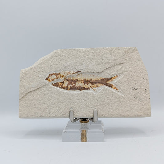 Knightia Fish Fossil B
