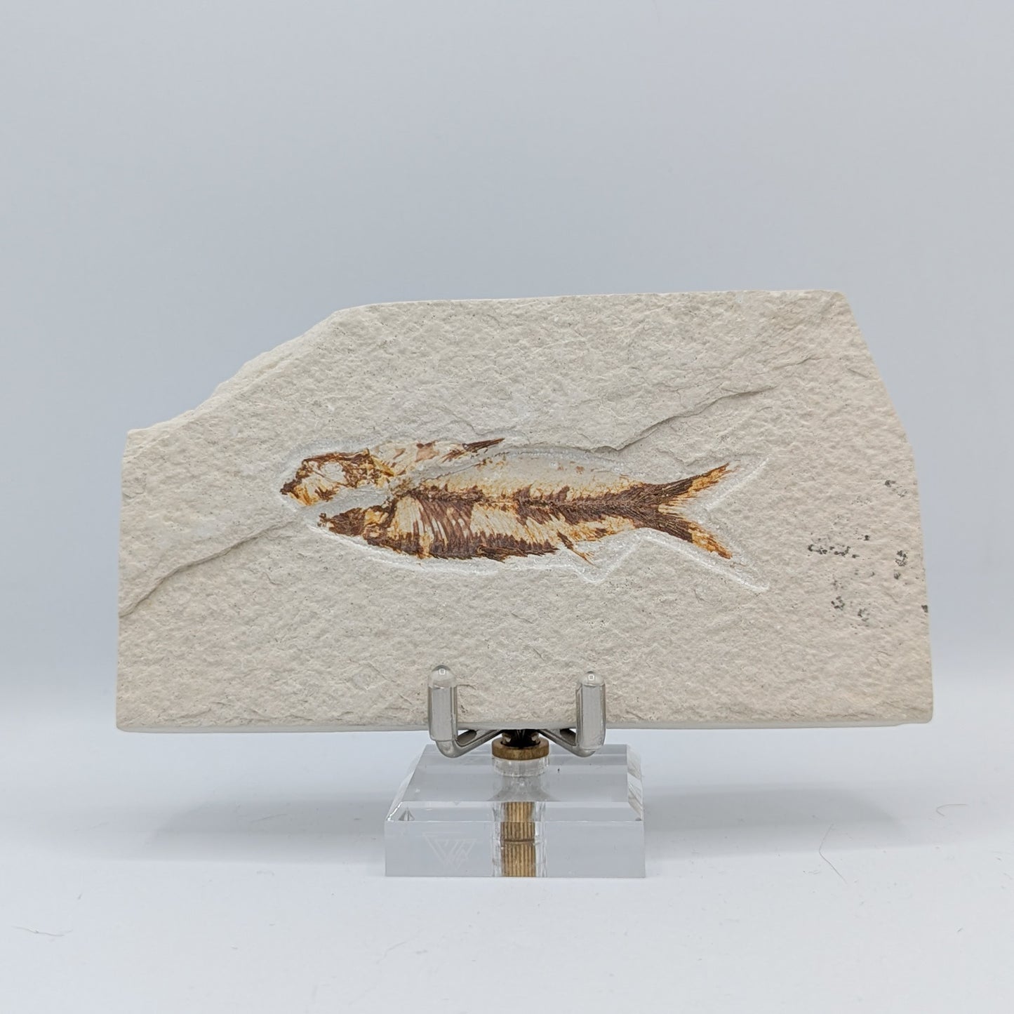 Knightia Fish Fossil B