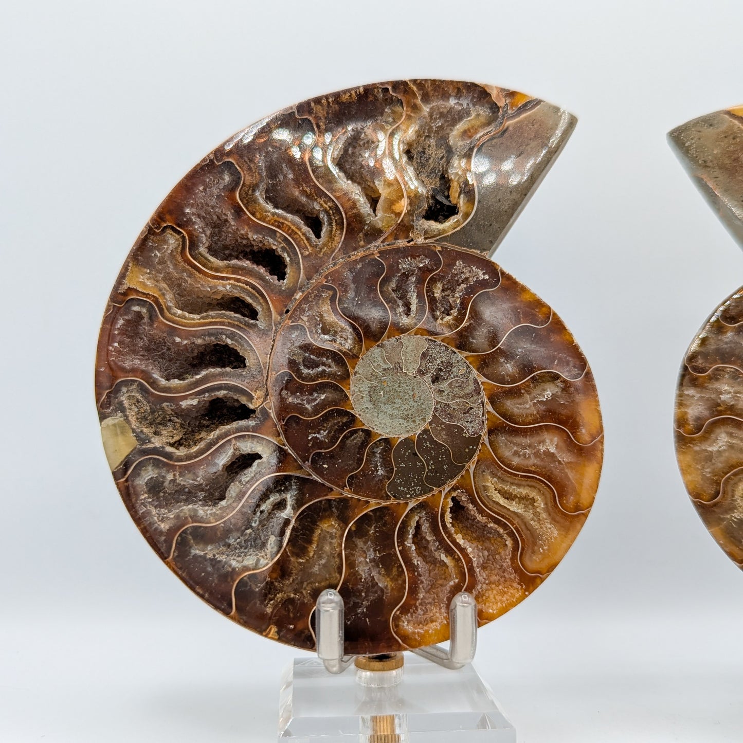 Ammonite Fossil Pair A