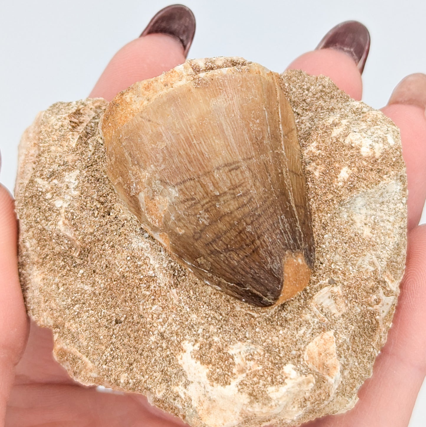 Mosasaur Tooth in Matrix D