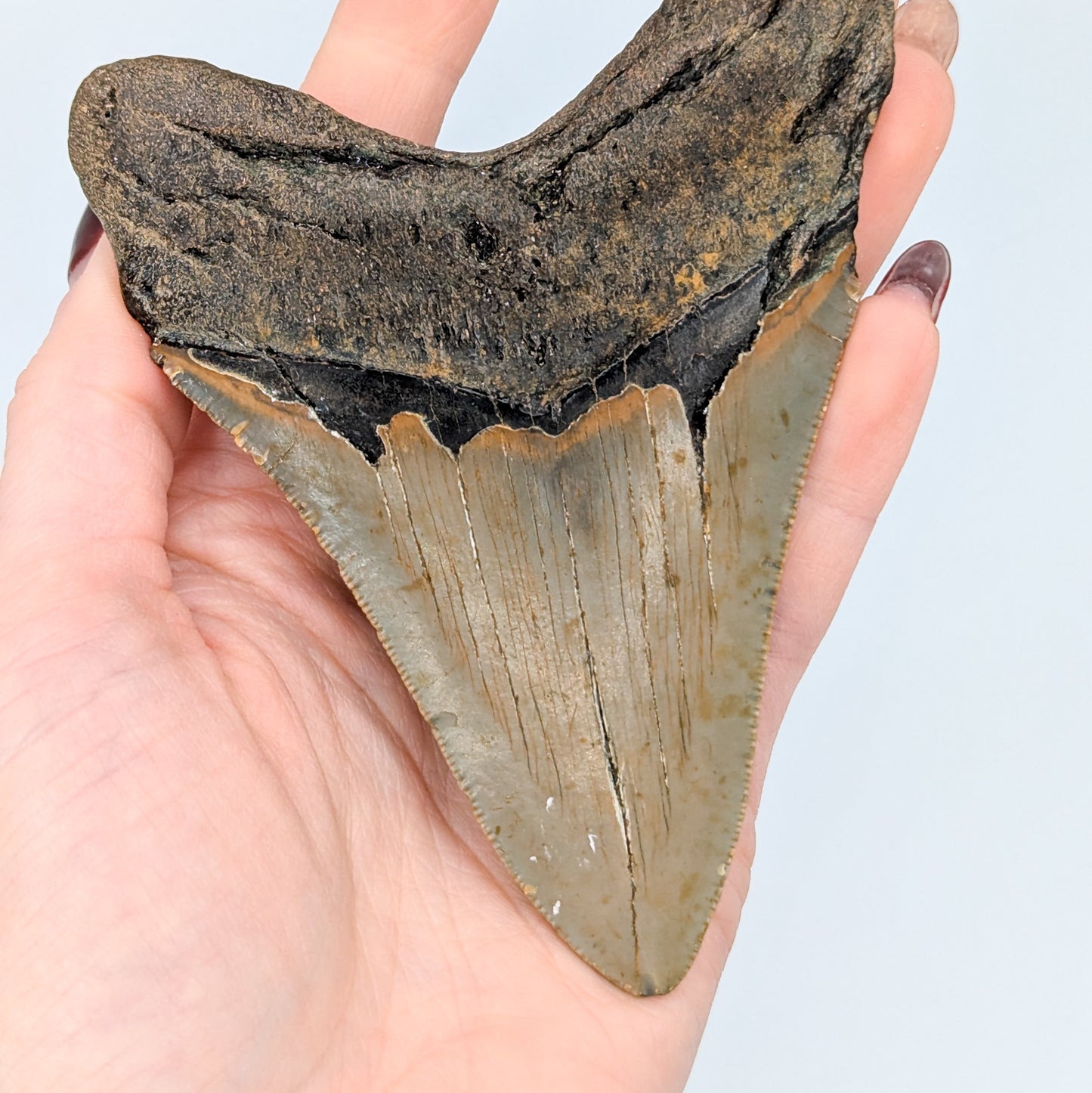 Megalodon Tooth Fossil C