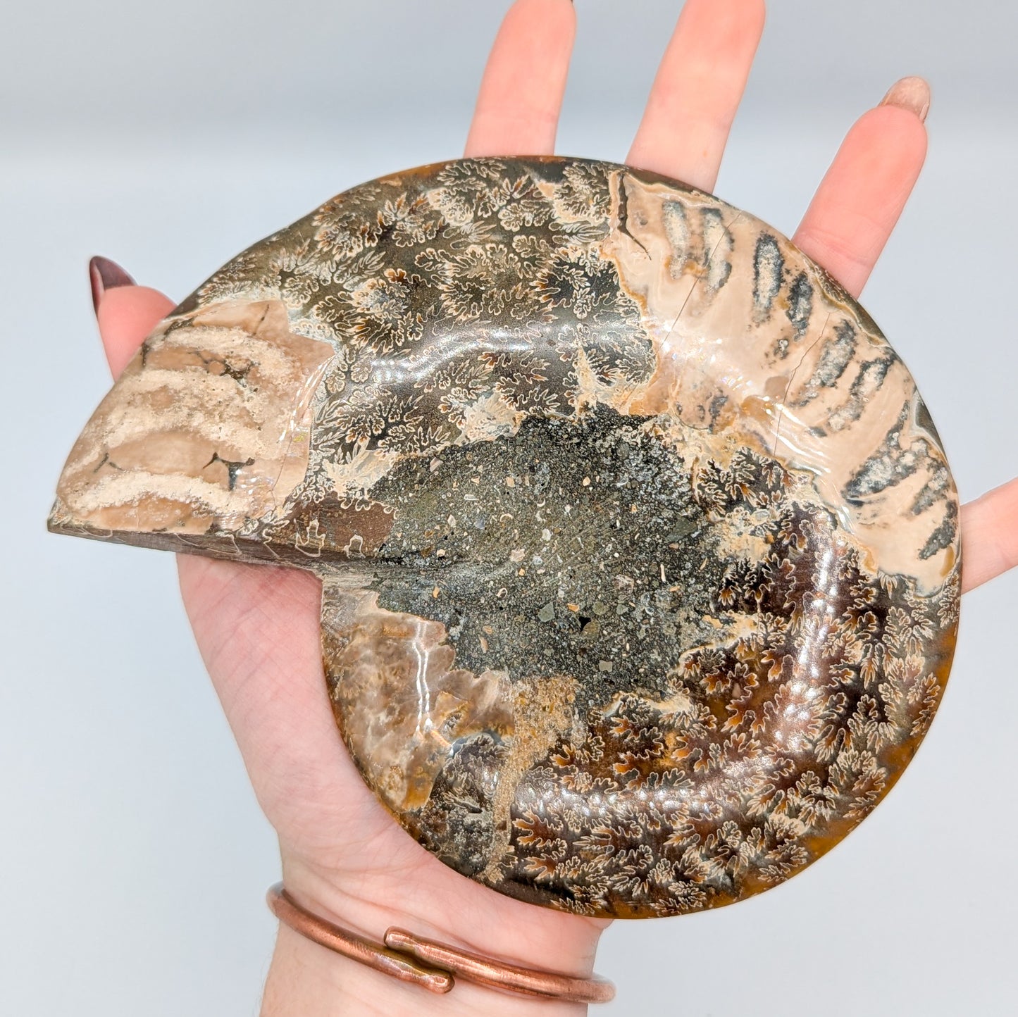 Ammonite Fossil Pair B