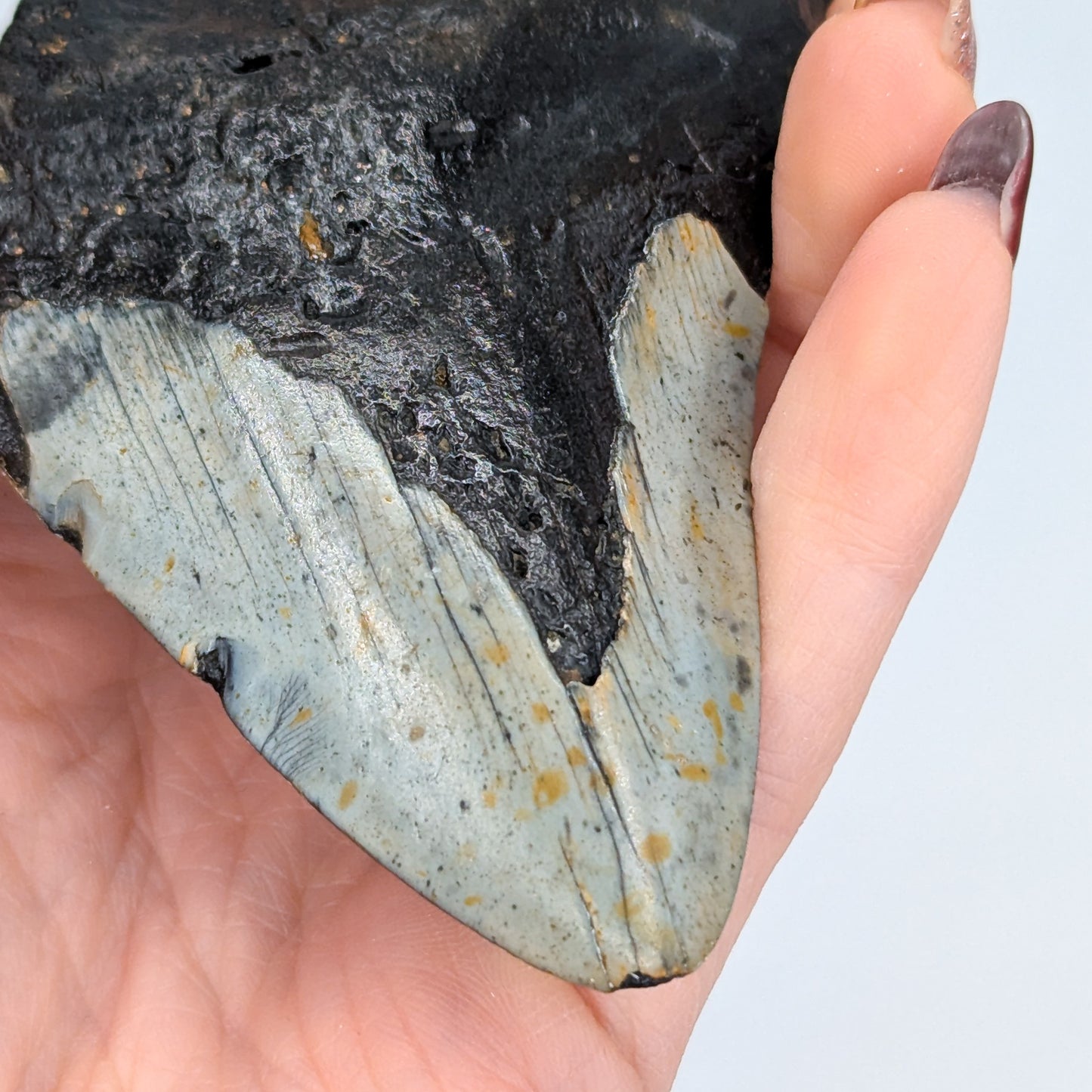 Megalodon Tooth Fossil F