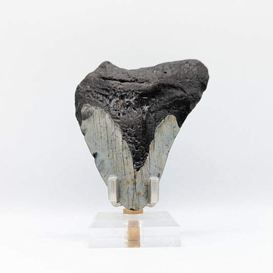 Megalodon Tooth Fossil F