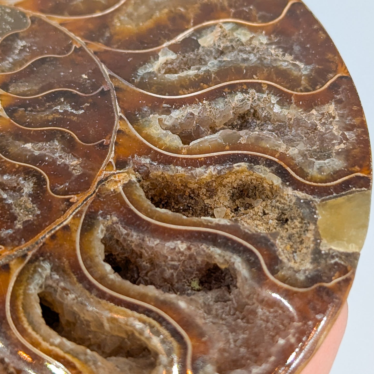 Ammonite Fossil Pair A