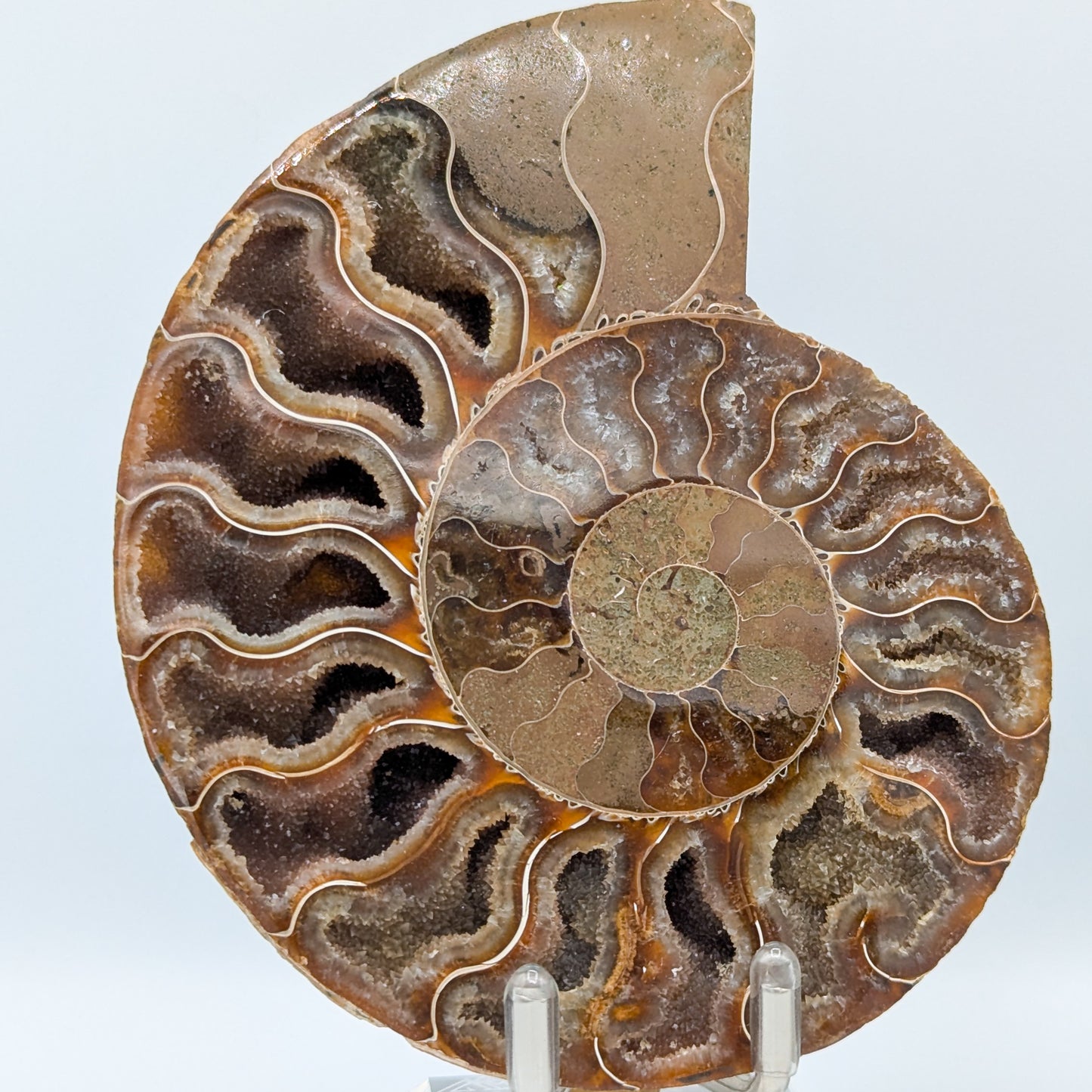 Ammonite Fossil Pair D