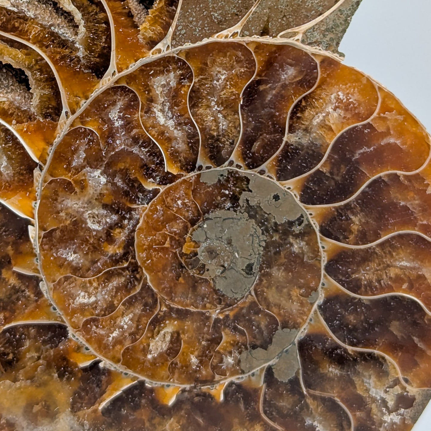 Ammonite Fossil Pair C