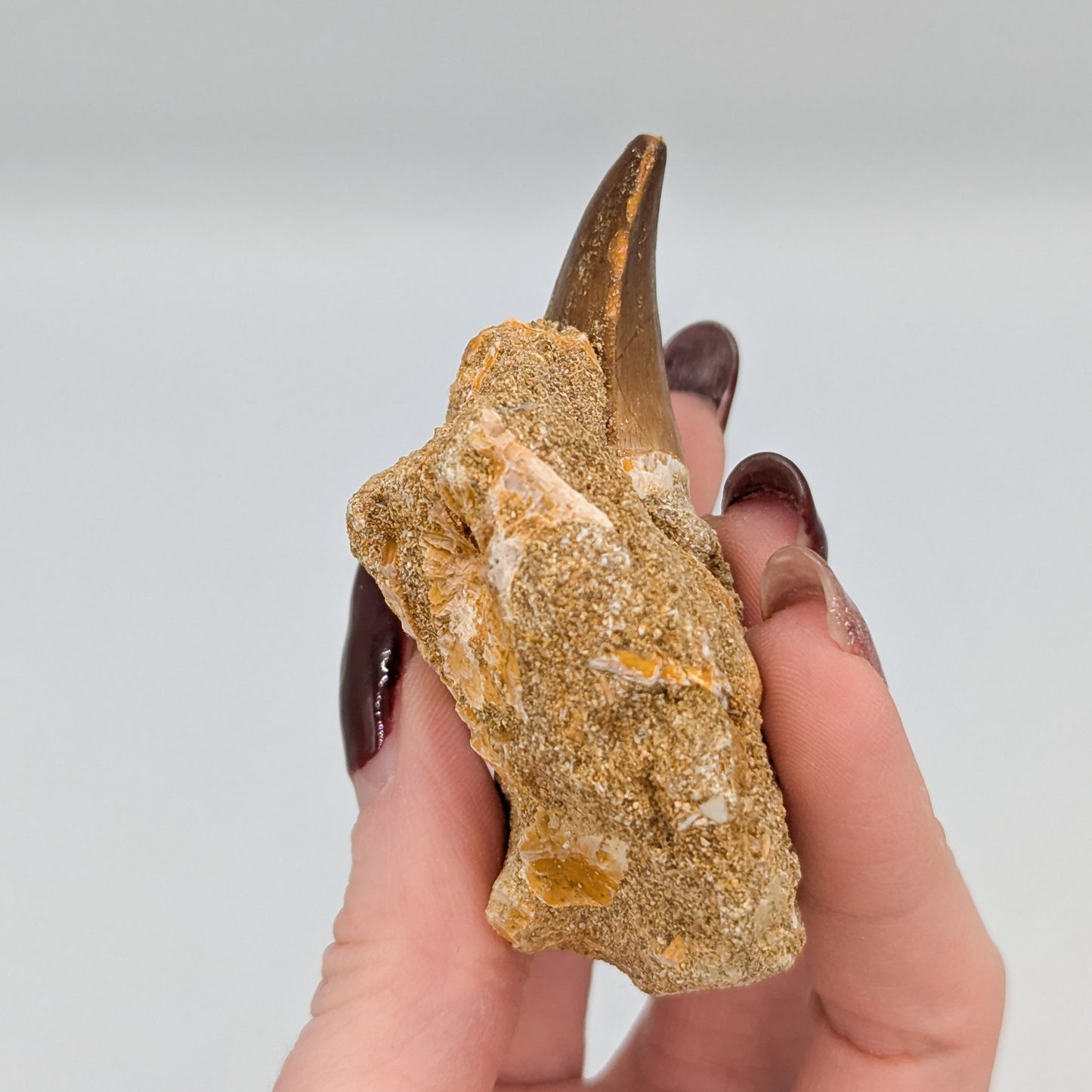 Mosasaur Tooth in Matrix B