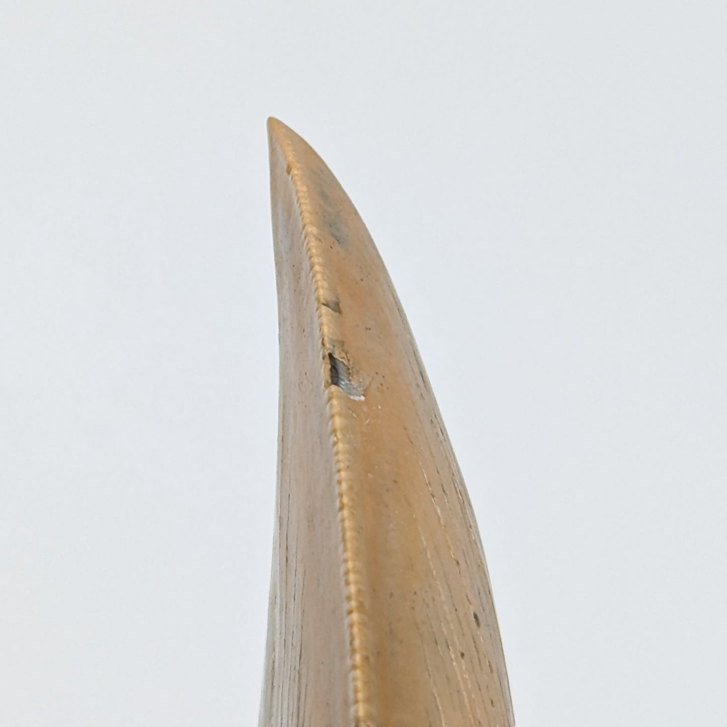 Megalodon Tooth Fossil B