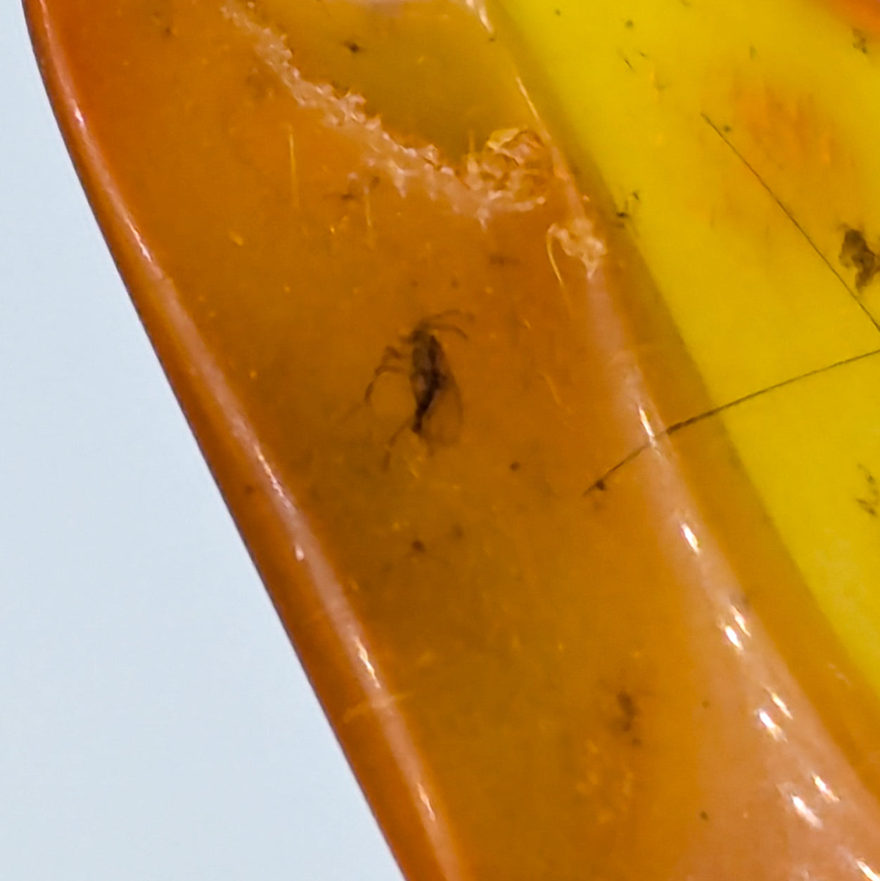 Amber with Insect Inclusions (Intuitively Selected)