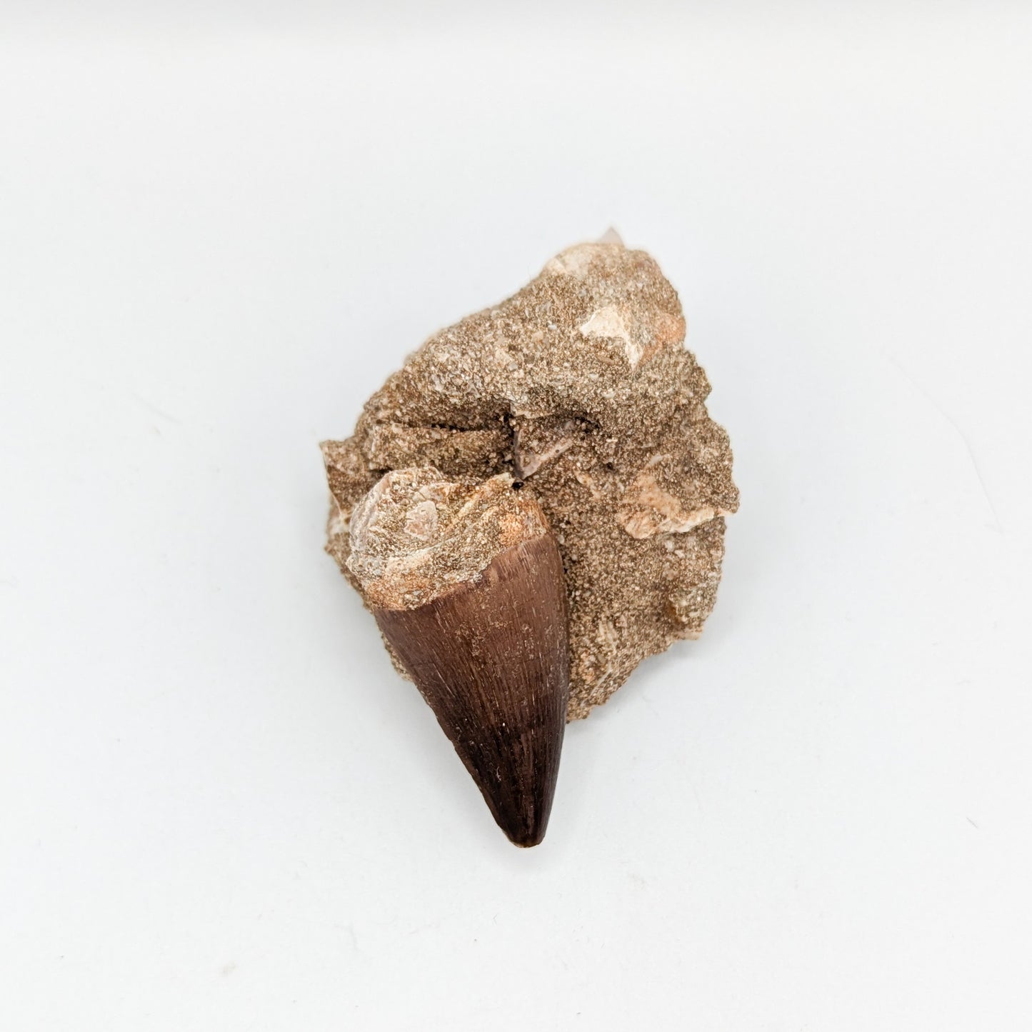 Mosasaur Tooth in Matrix C