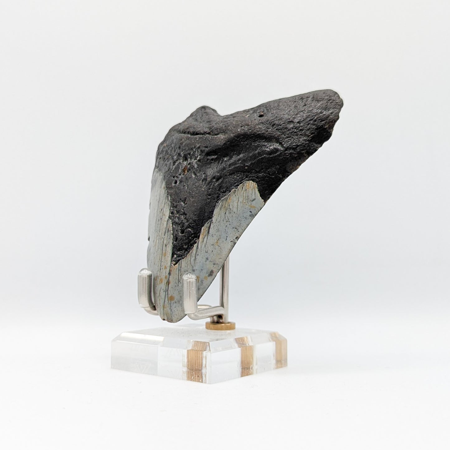 Megalodon Tooth Fossil F