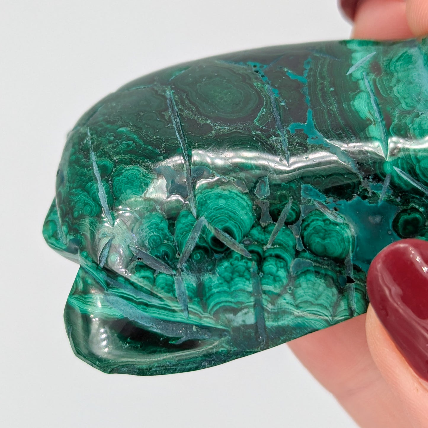 Malachite Turtle A