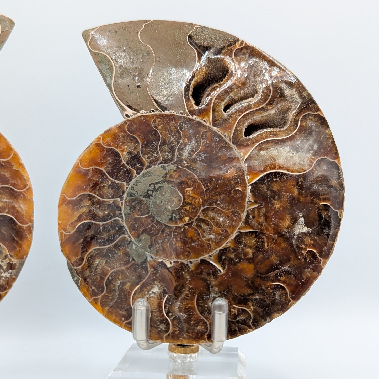 Ammonite Fossil Pair C