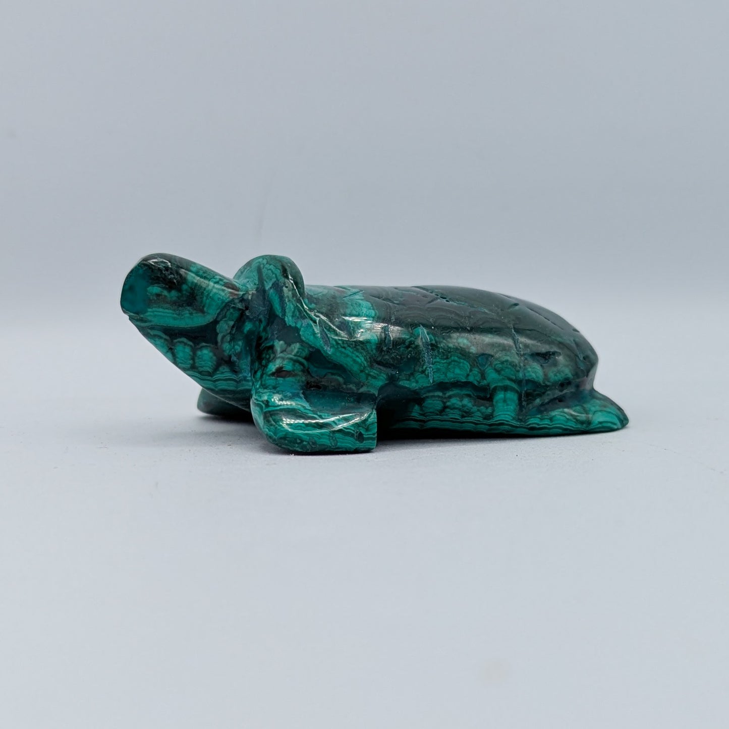 Malachite Turtle A