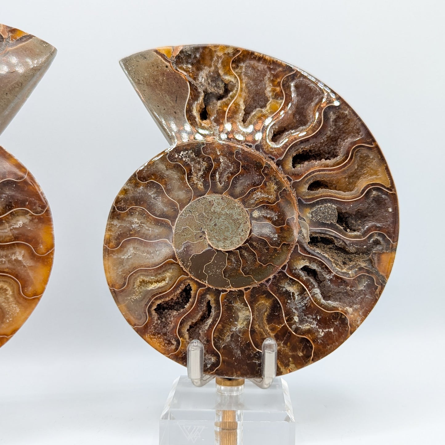 Ammonite Fossil Pair A