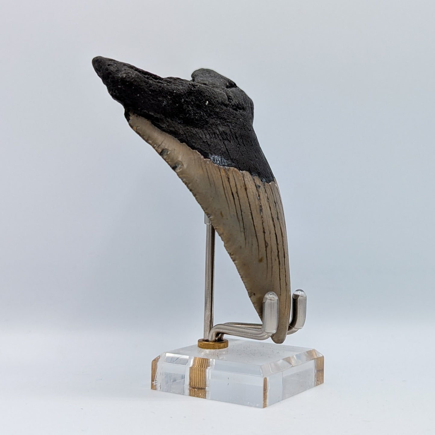 Megalodon Tooth Fossil G