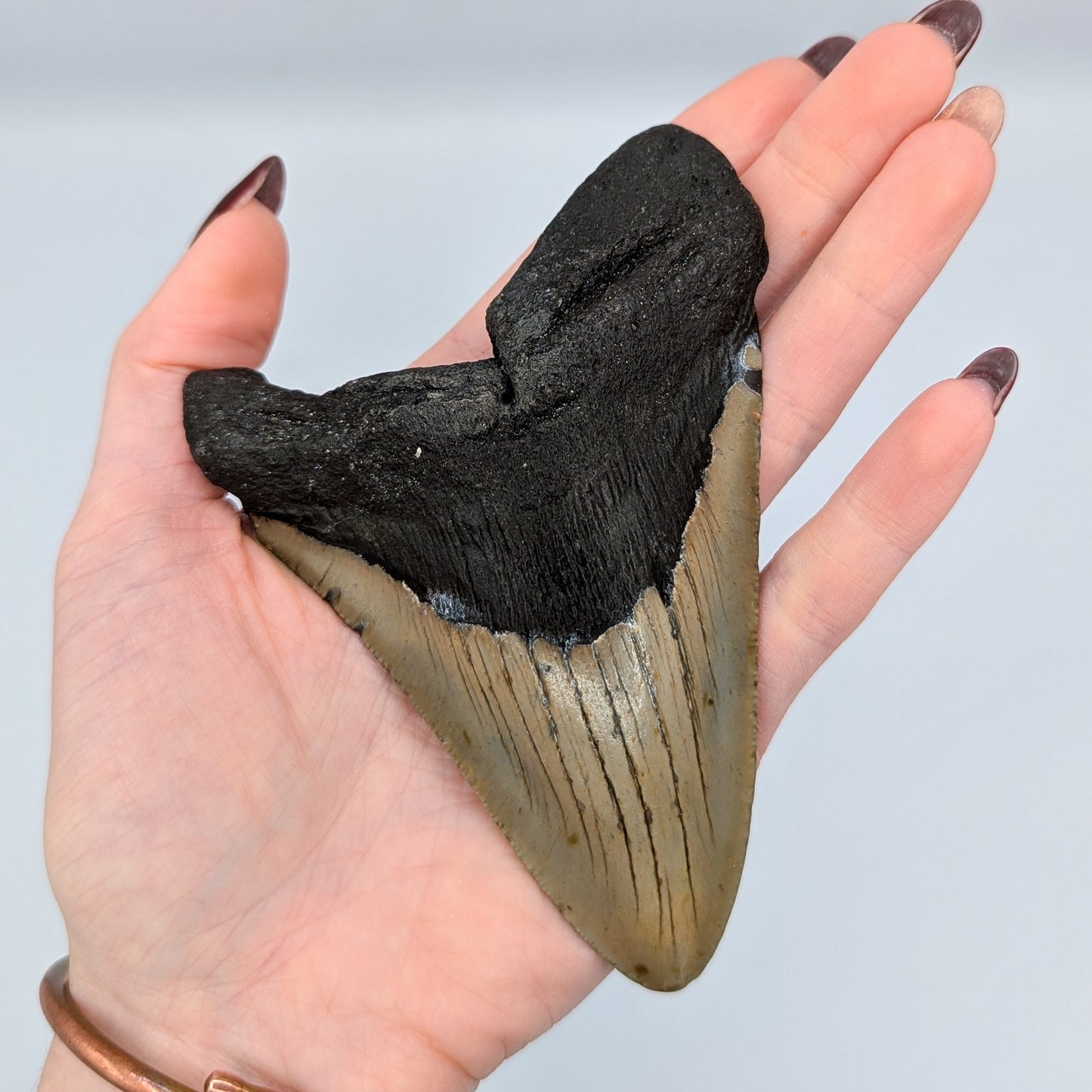 Megalodon Tooth Fossil G