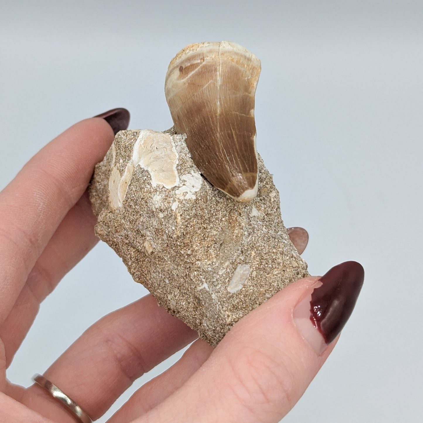 Mosasaur Tooth in Matrix E