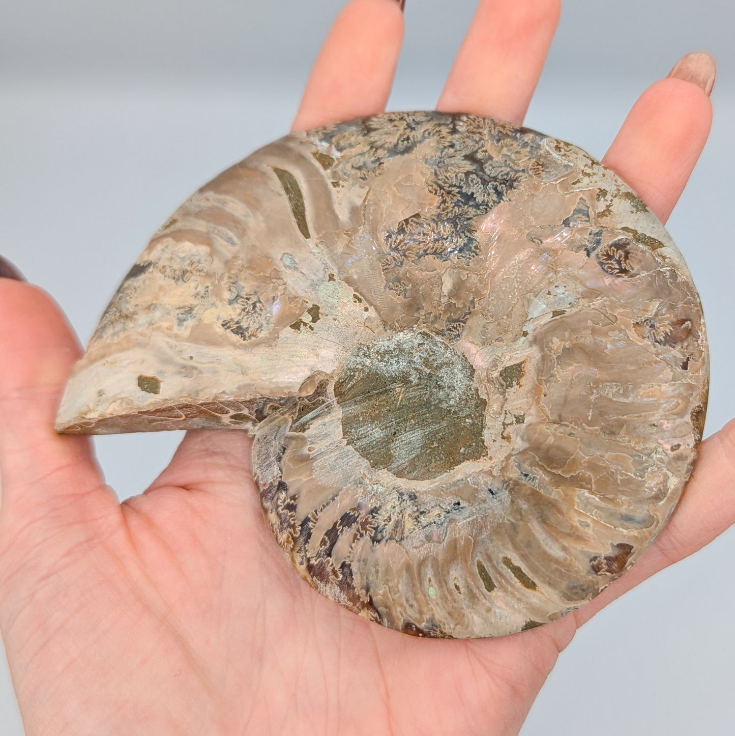 Ammonite Fossil Pair C