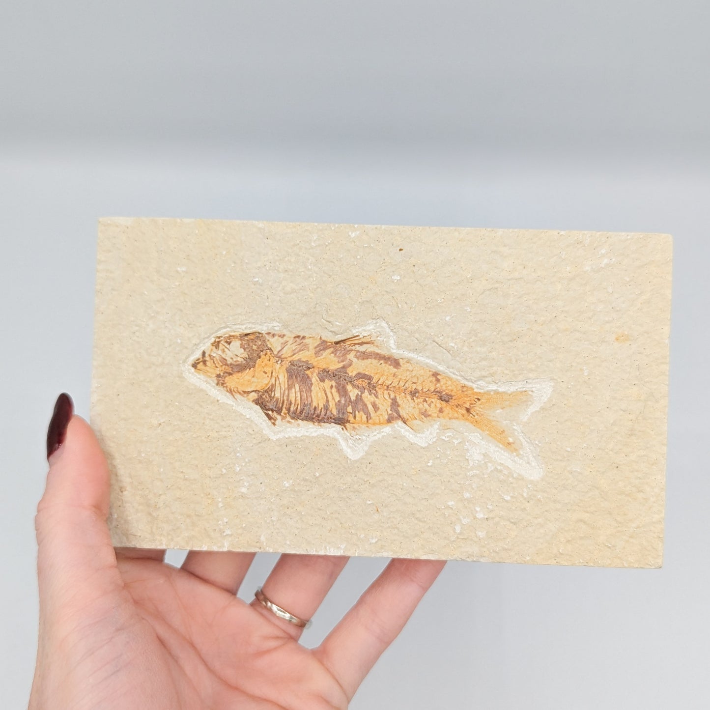 Knightia Fish Fossil A