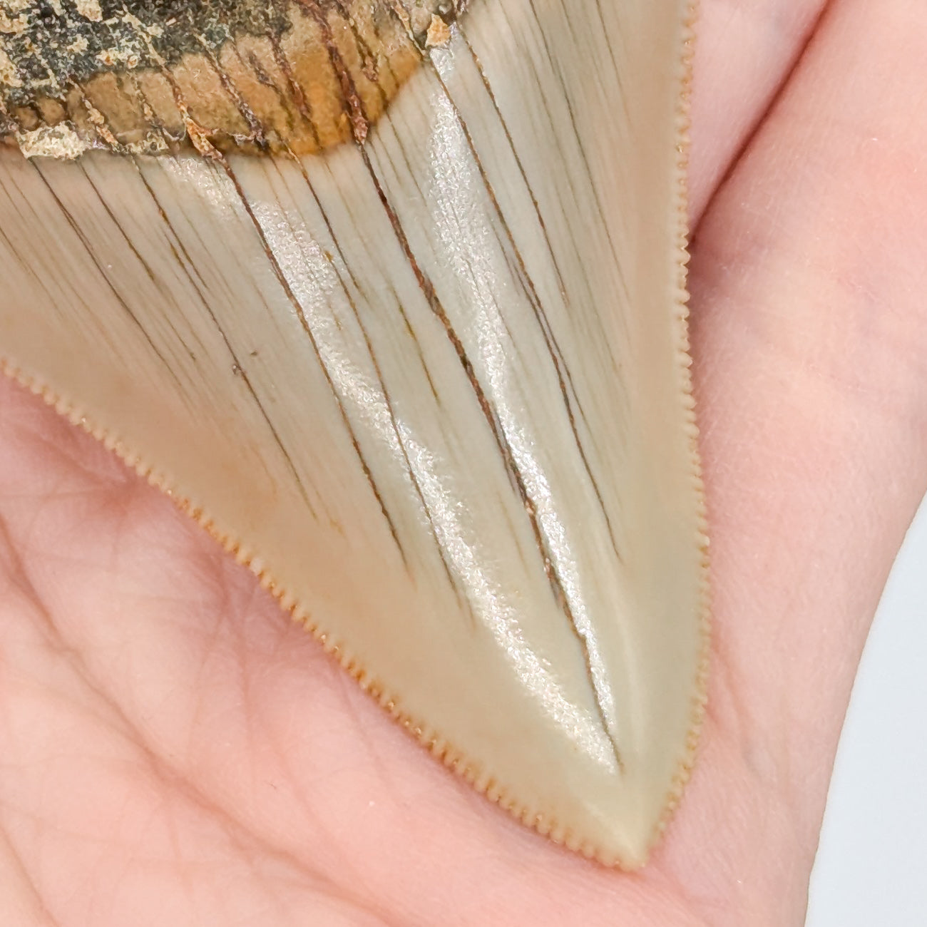 Megalodon Tooth Fossil E