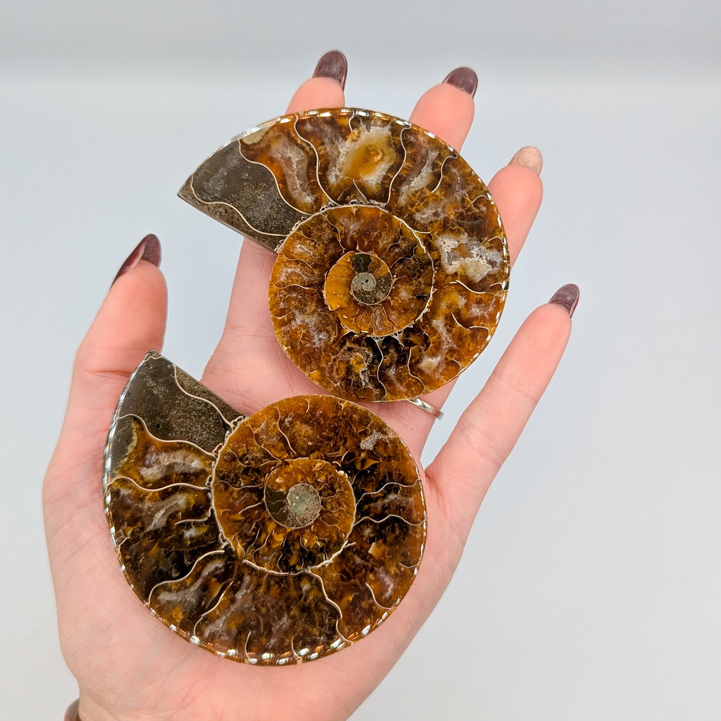 Ammonite Fossil Pair E