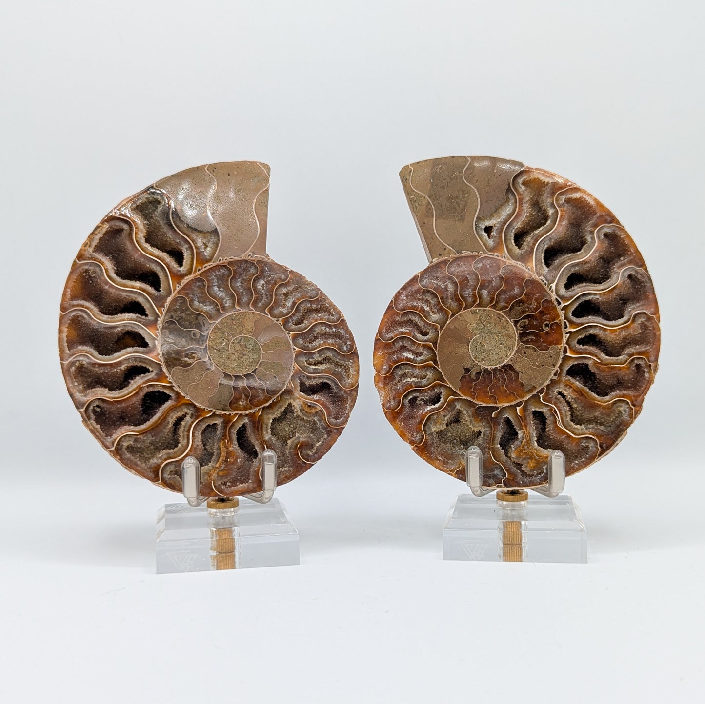 Ammonite Fossil Pair D