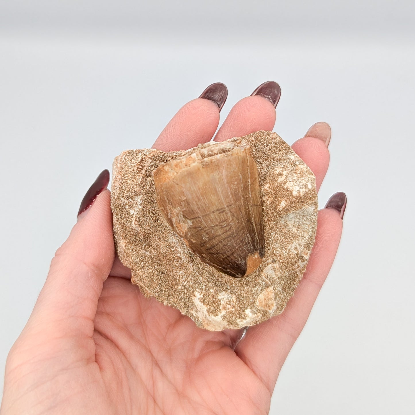 Mosasaur Tooth in Matrix D