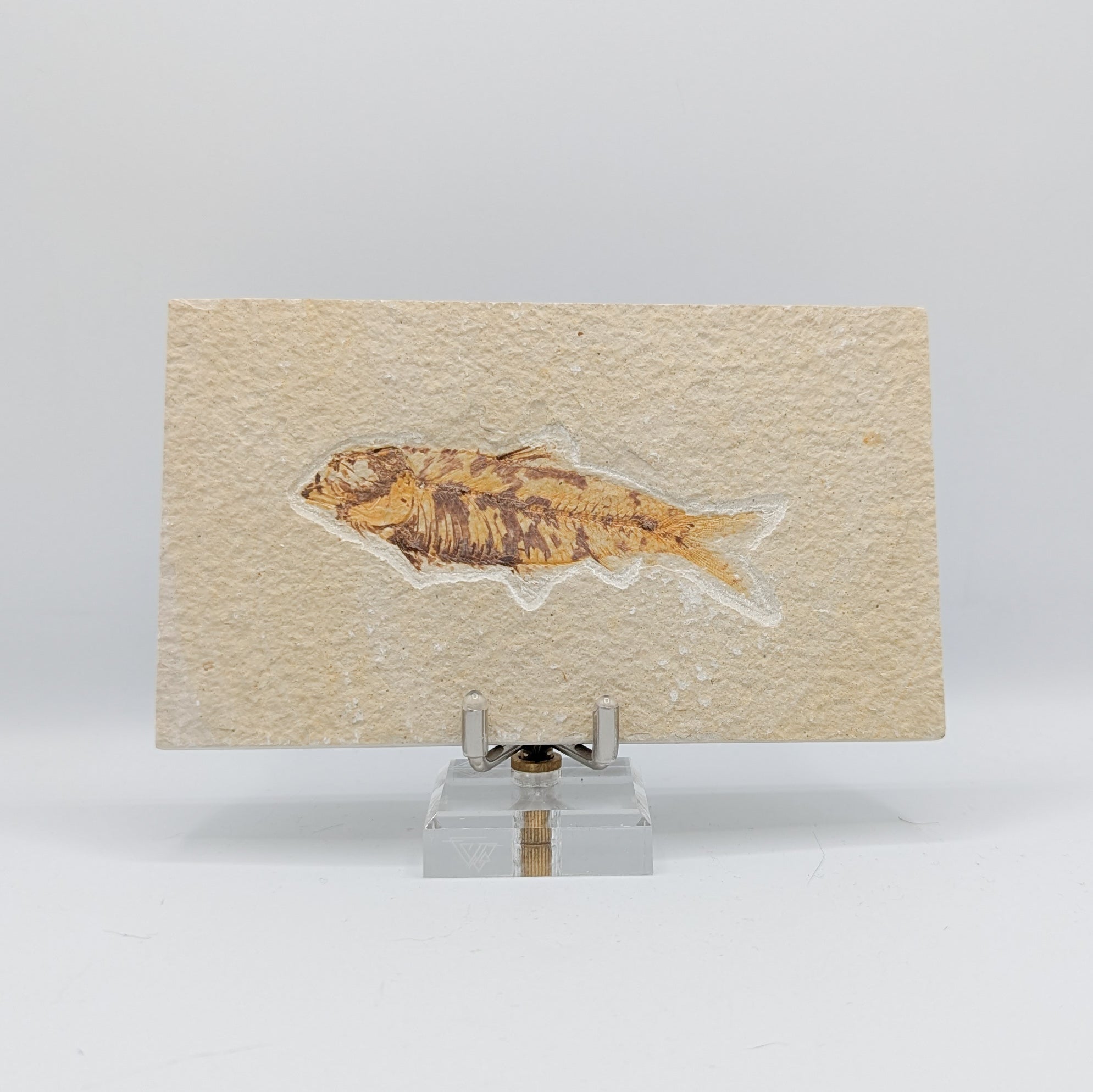 Knightia Fish Fossil for Sale Online | Buy Fossilized Fish Online ...