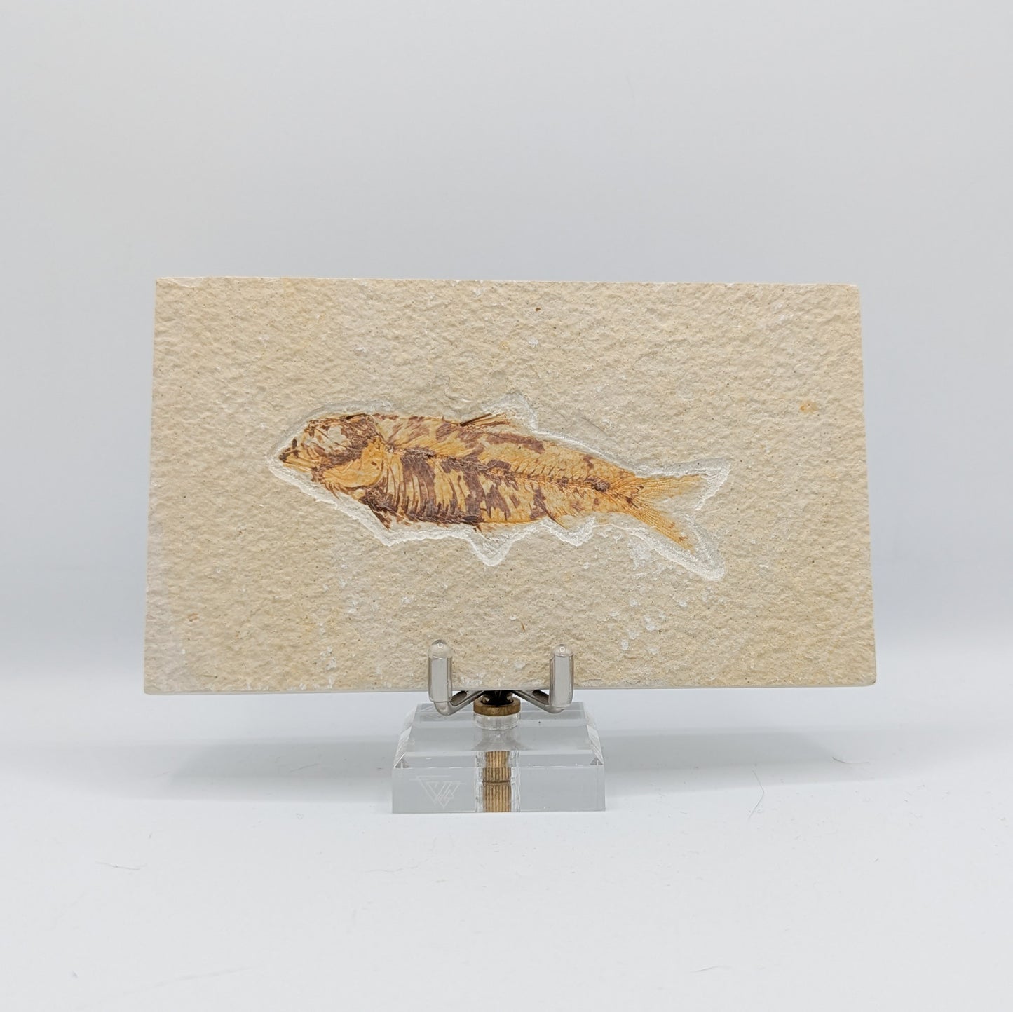 Knightia Fish Fossil A