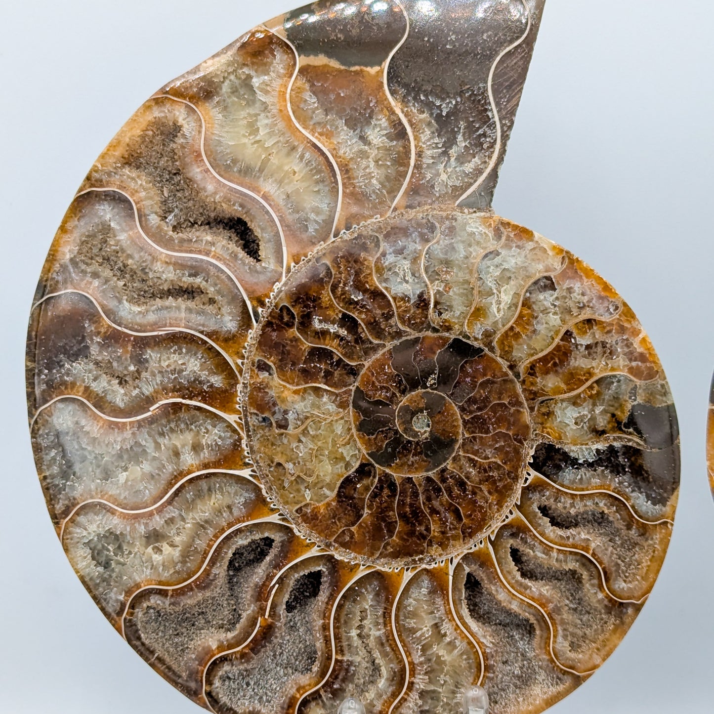 Ammonite Fossil Pair B