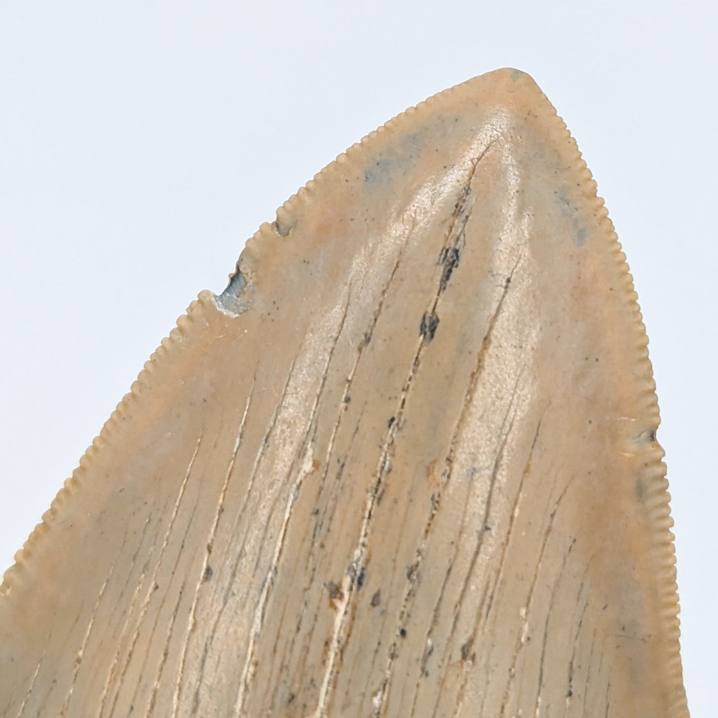 Megalodon Tooth Fossil B