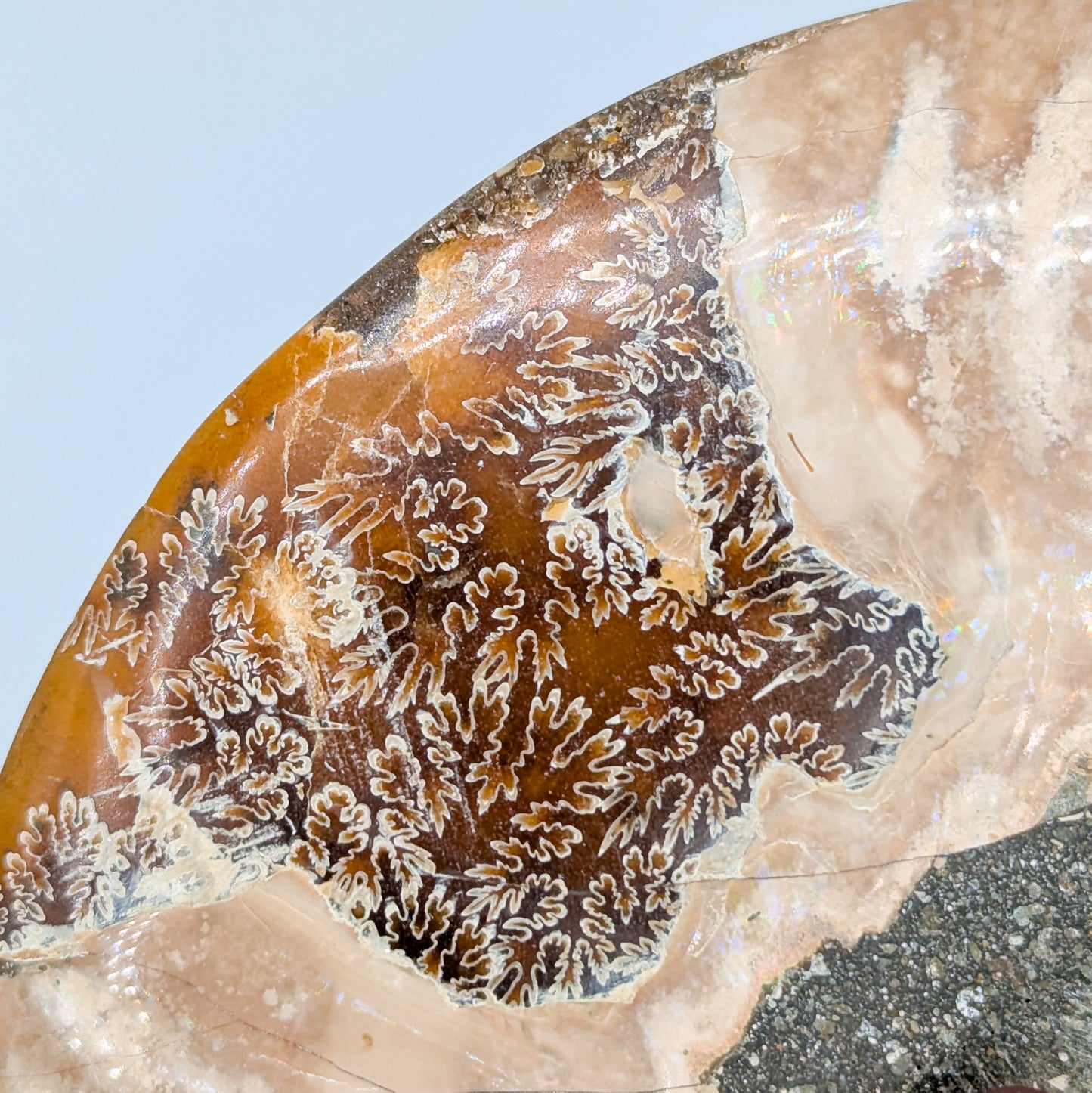 Ammonite Fossil Pair B