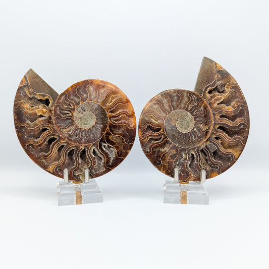 Ammonite Fossil Pair A