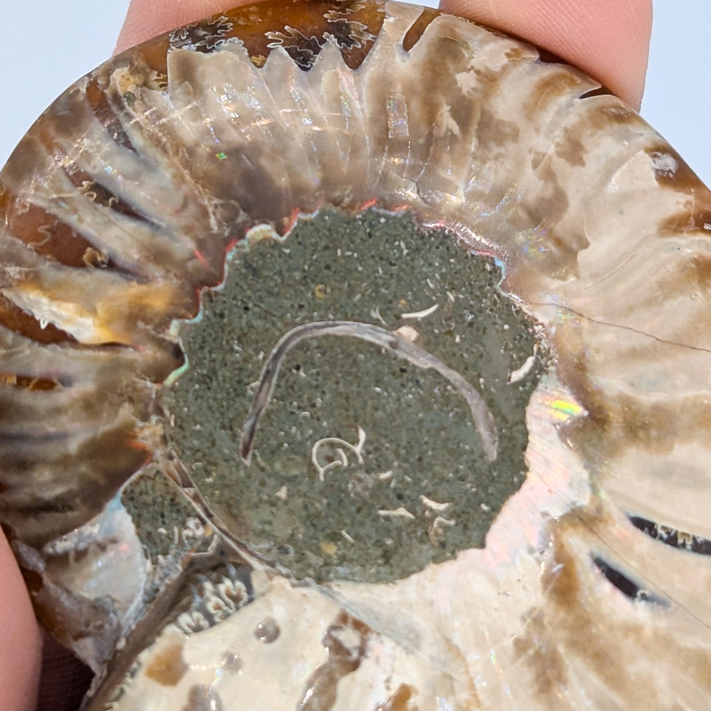 Ammonite Fossil Pair E