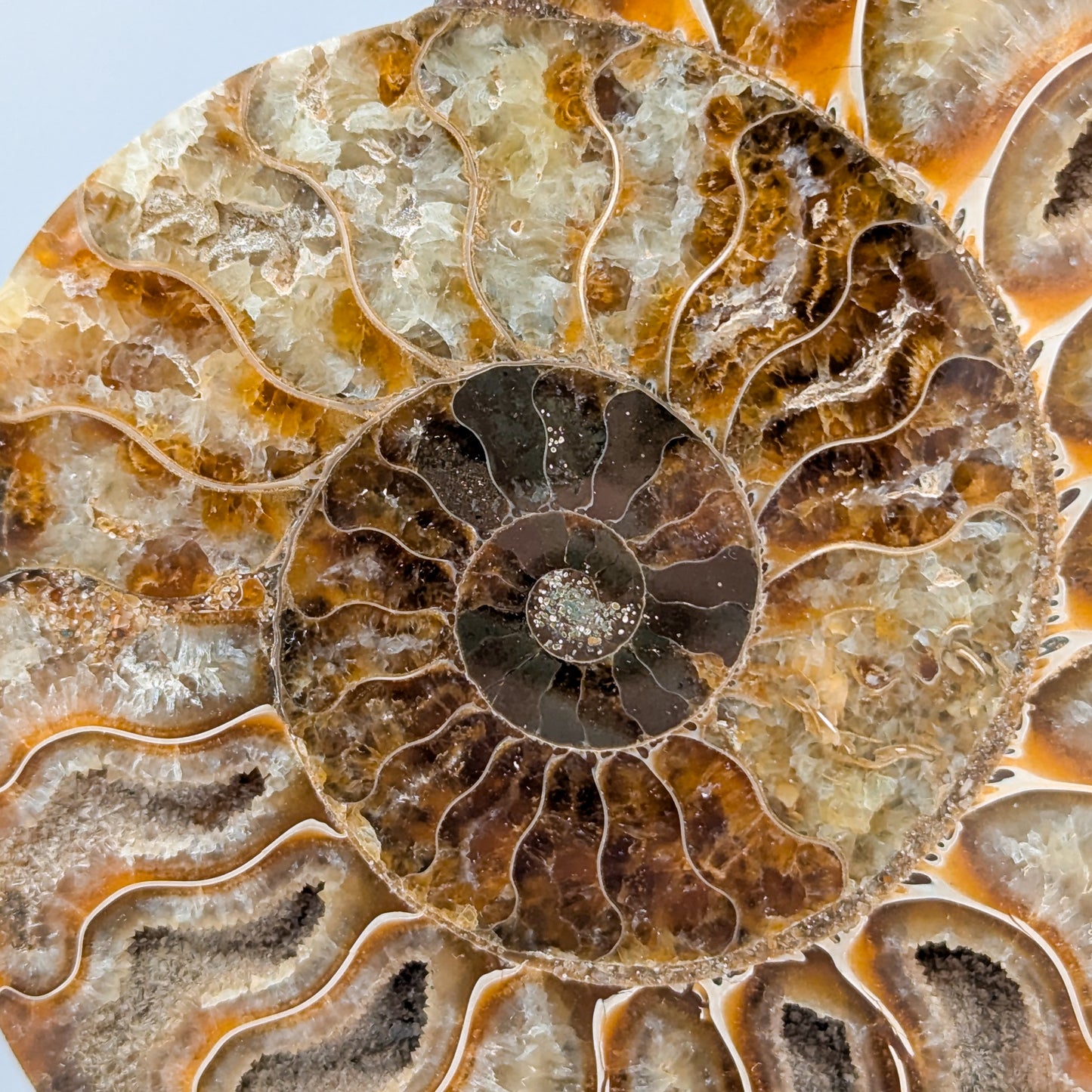 Ammonite Fossil Pair B