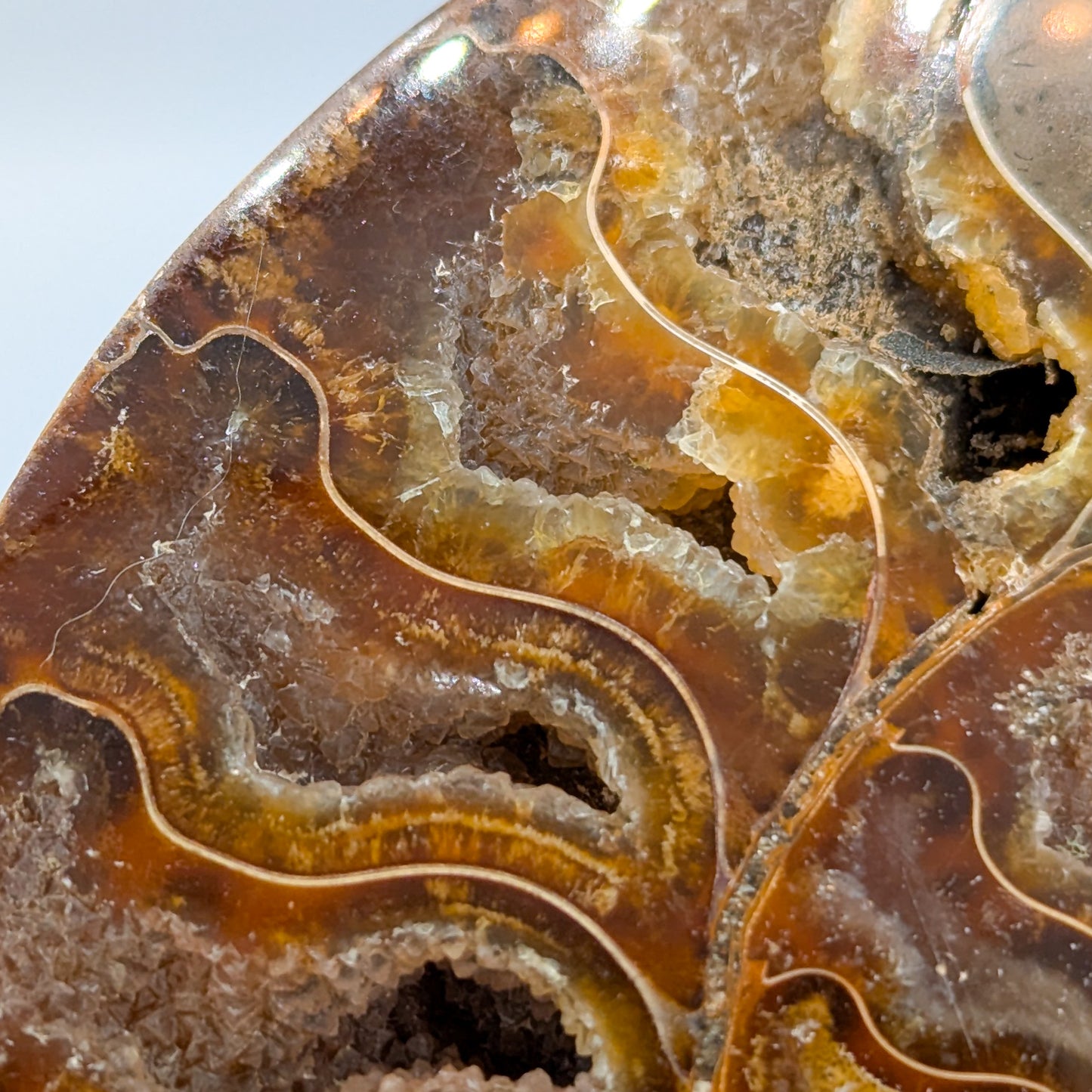 Ammonite Fossil Pair A