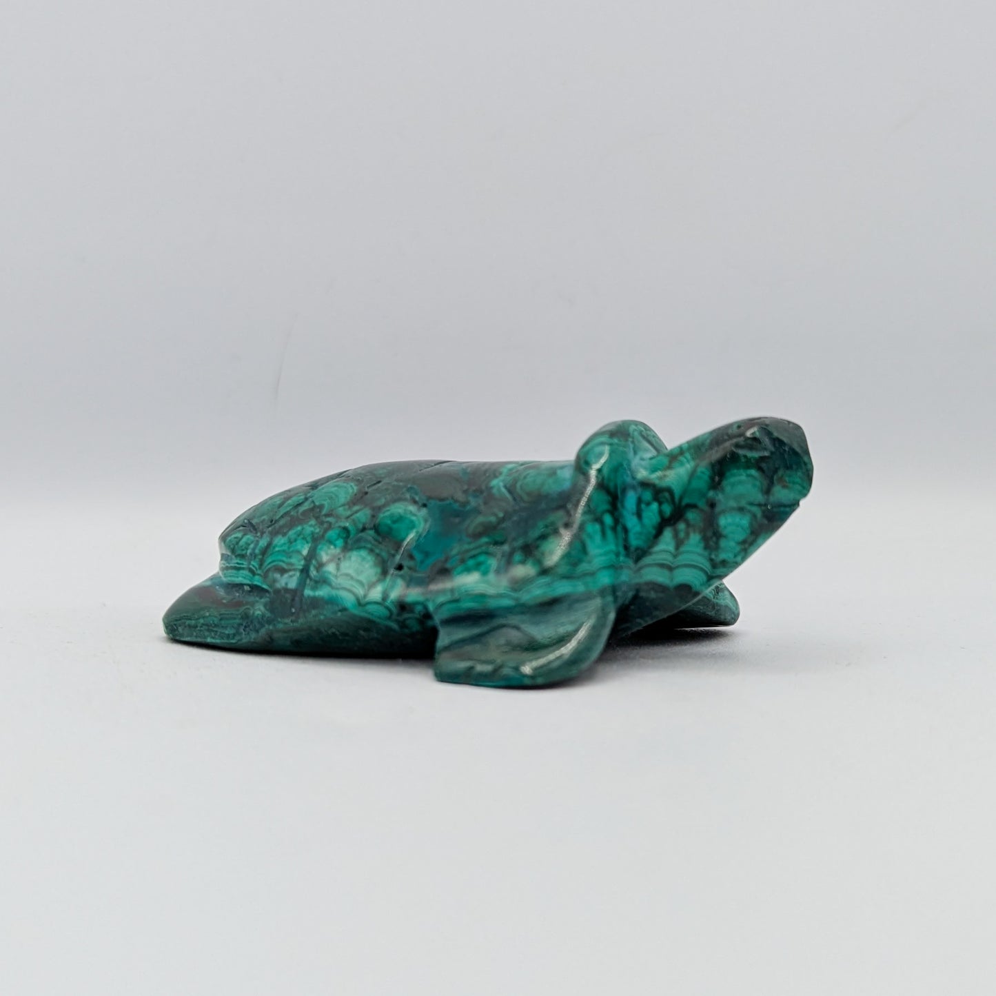 Malachite Turtle A